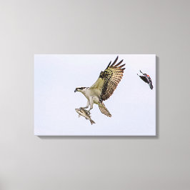 Osprey wordt achtervolgd door een rode gevleugelde canvas afdruk