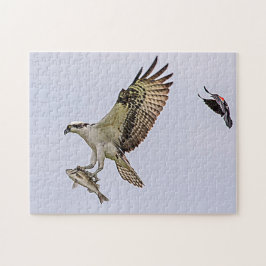 Osprey wordt achtervolgd door een rode gevleugelde legpuzzel