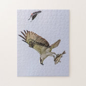 Osprey wordt achtervolgd door een rode gevleugelde legpuzzel (Verticaal)