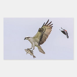 Osprey wordt achtervolgd door een rode gevleugelde rechthoekige sticker