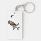 Osprey wordt achtervolgd door een rode gevleugelde sleutelhanger (achterkant)