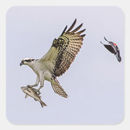 Osprey wordt achtervolgd door een rode gevleugelde vierkante sticker