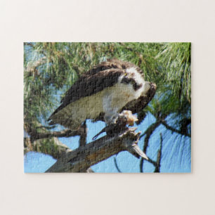Osprey - Zee Hawk - Fish Hawk - Raptor - Bird Legpuzzel