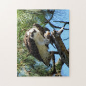 Osprey - Zee Hawk - Fish Hawk - Raptor - Bird Legpuzzel (Verticaal)