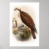 Osprey Zee Hawk John Gould Birds of Great Britain Poster (Voorkant)