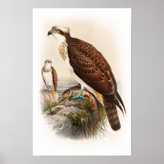 Osprey Zee Hawk John Gould Birds of Great Britain Poster (Voorkant)