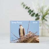 Ospreys Hawks Birds Briefkaart (Staand voorkant)