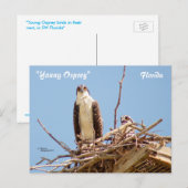Ospreys Hawks Birds Briefkaart (Voorkant / Achterkant)