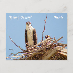 Ospreys Hawks Birds Briefkaart