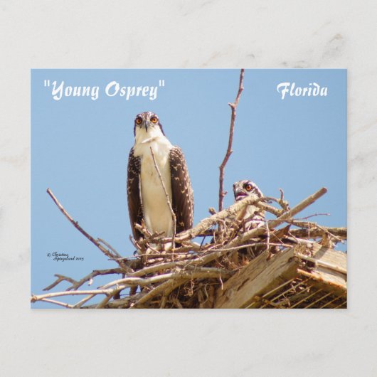 Ospreys Hawks Birds Briefkaart (Voorkant)