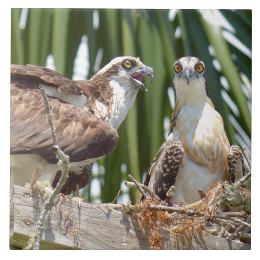 Ospreys Hawks Birds in hun nest Tile Tegeltje (Voorkant)
