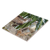 Ospreys Hawks Birds in hun nest Tile Tegeltje (Zijkant)