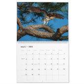 Ospreys in Action 2023 Calendar Kalender (Mar 2026)