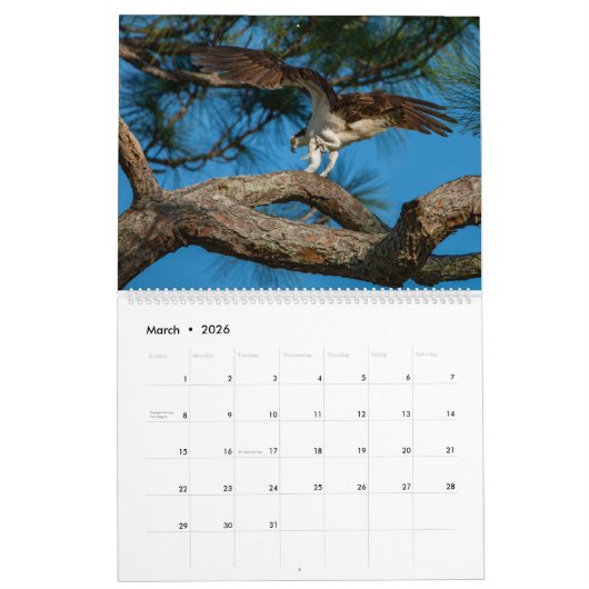 Ospreys in Action 2023 Calendar Kalender (Mar 2026)