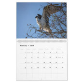 Ospreys in Action 2023 Calendar Kalender (Feb 2026)