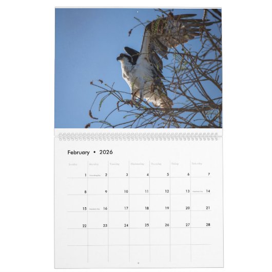Ospreys in Action 2023 Calendar Kalender (Feb 2026)