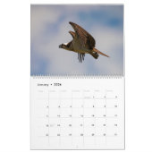 Ospreys in Action 2023 Calendar Kalender (Jan 2026)