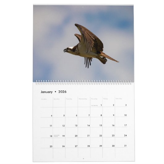 Ospreys in Action 2023 Calendar Kalender (Jan 2026)