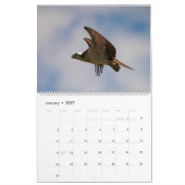 Ospreys in Action 2023 Calendar Kalender (Jan 2027)