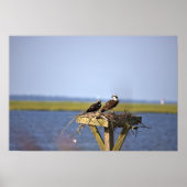 Ospreys in Nest Photo Poster (Voorkant)