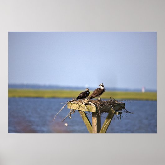 Ospreys in Nest Photo Poster (Voorkant)