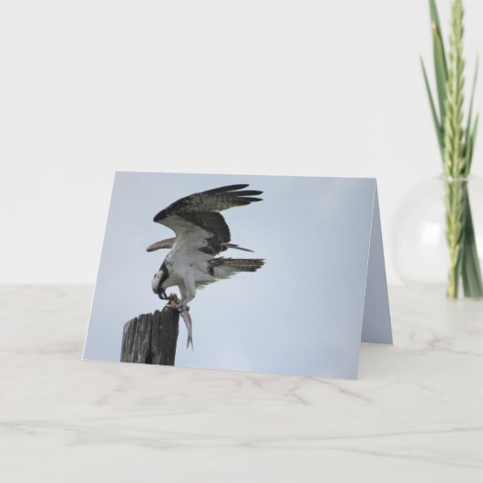 Osprey's Lunch - Raptor Bird - Folded Kaart (Voorkant)