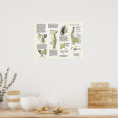 Osteopathic Sympathetic Chain Nerve Poster (Keuken)