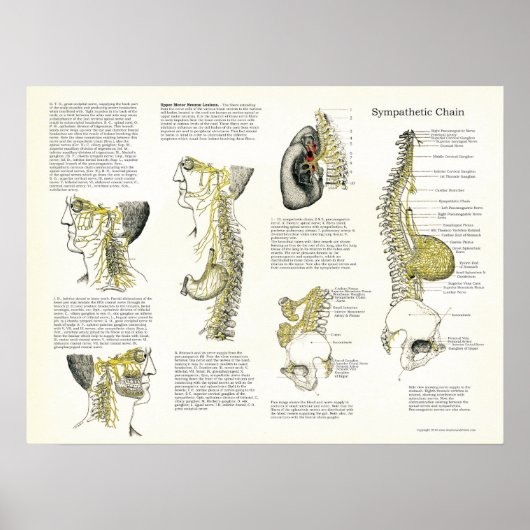 Osteopathic Sympathetic Chain Nerve Poster (Voorkant)