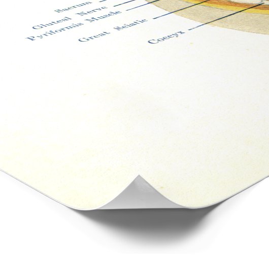 Osteopathic Vasomotor System Poster (Hoek)