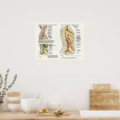 Osteopathisch Sympathische Keten Nerve Poster (Keuken)