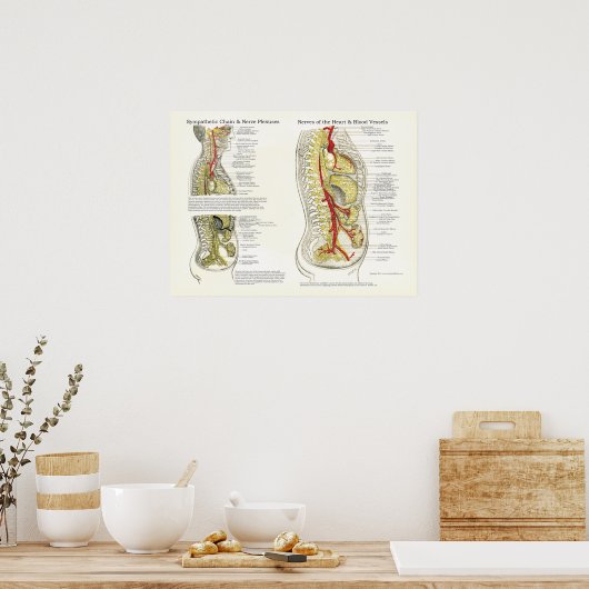 Osteopathisch Sympathische Keten Nerve Poster (Keuken)