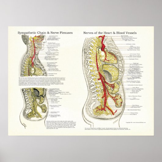 Osteopathisch Sympathische Keten Nerve Poster (Voorkant)