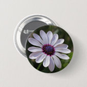 Osteospermum African Daisy Ronde Button 5,7 Cm (Voorkant /achterkant)