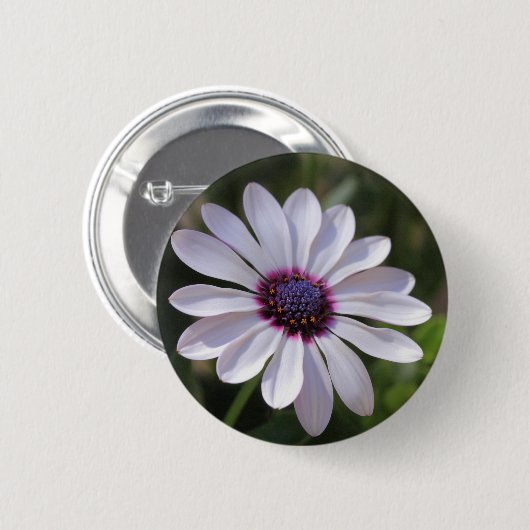 Osteospermum African Daisy Ronde Button 5,7 Cm (Voorkant /achterkant)