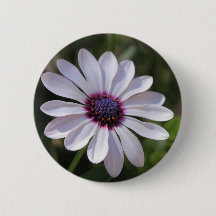 Osteospermum African Daisy