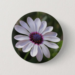 Osteospermum African Daisy Ronde Button 5,7 Cm