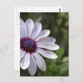 Osteospermum Briefkaart (Voorkant / Achterkant)