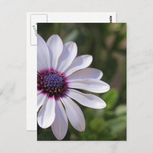 Osteospermum Briefkaart (Voorkant / Achterkant)