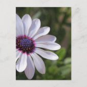 Osteospermum Briefkaart (Voorkant)
