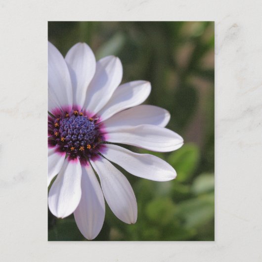 Osteospermum Briefkaart (Voorkant)