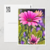 Osteospermum Briefkaart (Voorkant / Achterkant)