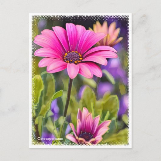 Osteospermum Briefkaart (Voorkant)