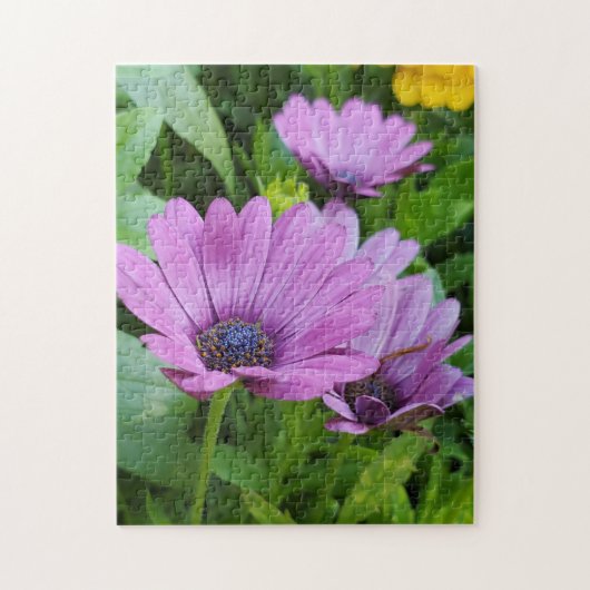 Osteospermum-margriet Legpuzzel (Verticaal)