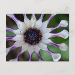 Osteospermum Nasinga White Briefkaart