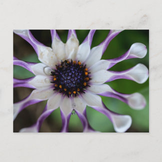 Osteospermum Nasinga White Briefkaart