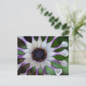 Osteospermum Nasinga White Briefkaart (Staand voorkant)