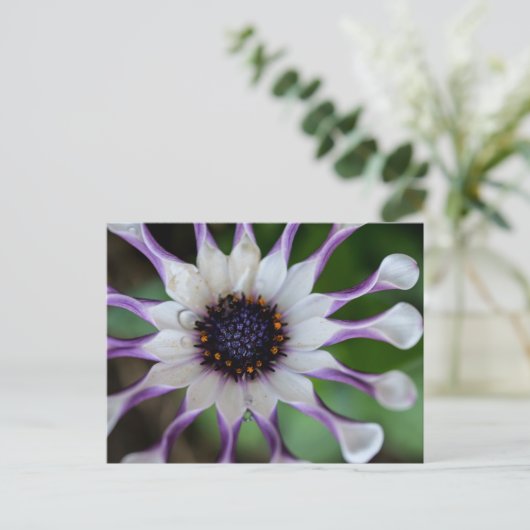 Osteospermum Nasinga White Briefkaart (Staand voorkant)