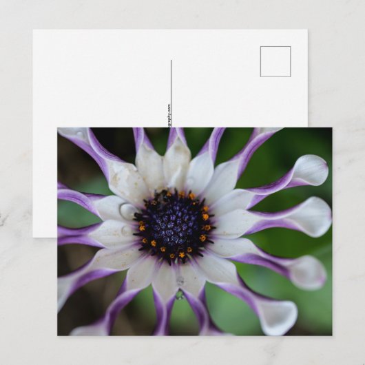 Osteospermum Nasinga White Briefkaart (Voorkant / Achterkant)