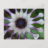 Osteospermum Nasinga White Briefkaart (Voorkant)