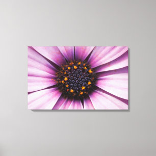 Osteospermum Paarse Bloem Opgespannen Canvasprint Canvas Afdruk